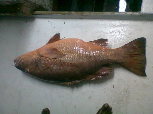 red snapper.jpg