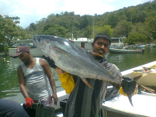 tuna 1.jpg