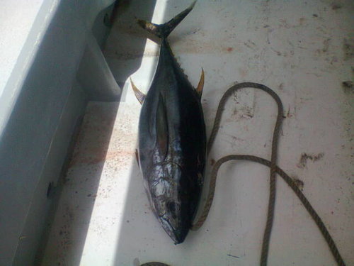 tuna.jpg