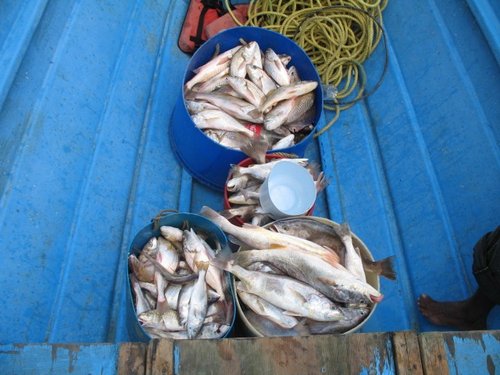 fish3.jpg