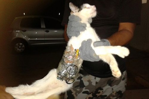 ££££Unnamed+cat+who+was+trained+by+prisoners+to+smuggle+illicit+items+into+a+jail+in+Arapiraca,+Brazil.jpg