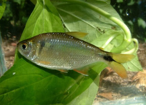 mojarra_piava_Astyanax_bimaculatus.jpg