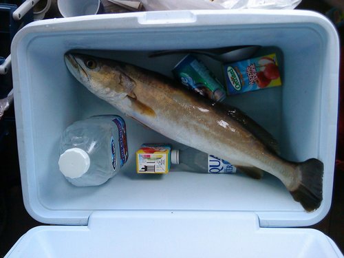 salmon cooler..jpg