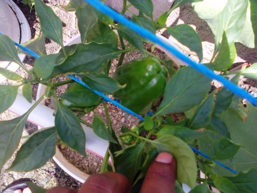 IMG-20130825-00102.jpg