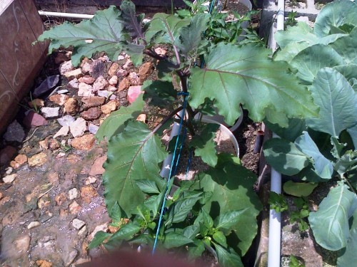 IMG-20130825-00122.jpg