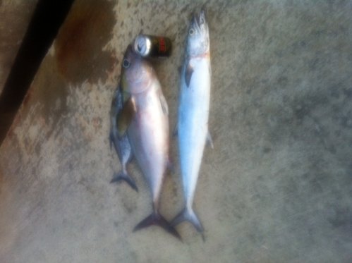 tuna 1.JPG
