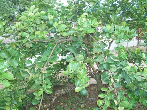 100_2398.JPG