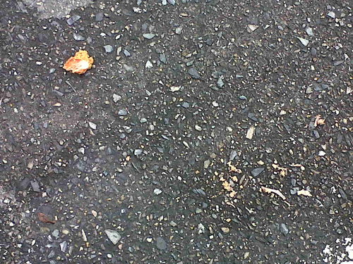 IMG02797-20140924-1407.jpg