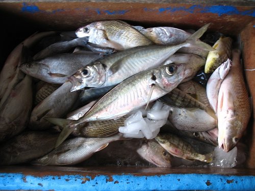 fish1.jpg