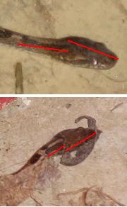snake analysis results.JPG