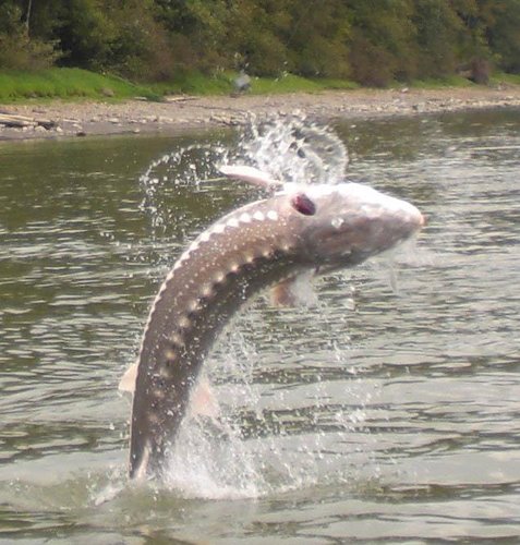 sturgeon-jumping-2007.jpg