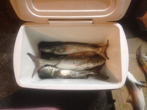 ImageUploadedByTriniTuner1470010149.924631.jpg