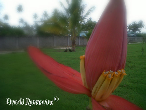 IMG00193-20110401-934.jpg