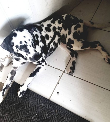 IMG-20190421-WA0001.jpeg