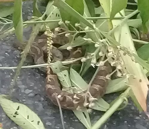 20190619_183121.jpg