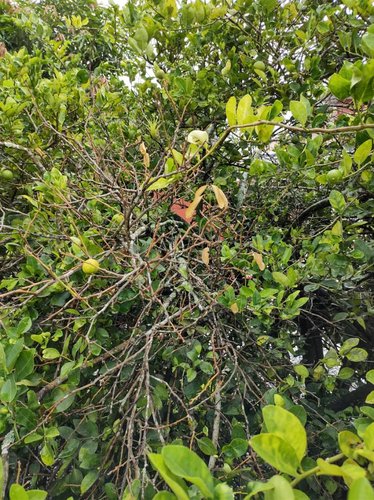 IMG_20210605_111817351_HDR.jpeg