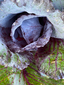 Cabbage.JPG