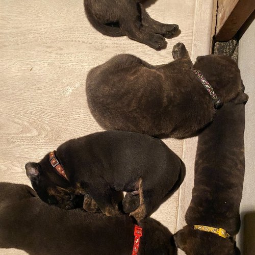 Pups_ccexpress (2).jpeg
