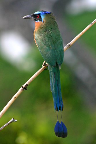 Blue-crowned_Motmot_back_2.jpg