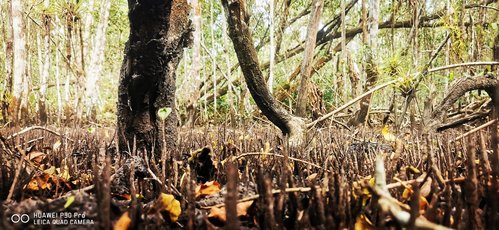 mangrove1.jpg