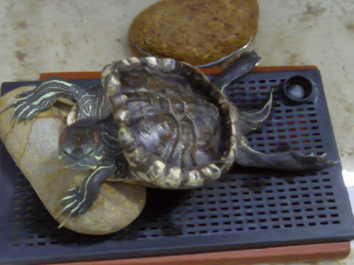 1106111247-00.jpg