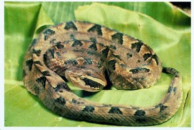 Malayan Pit Viper.jpg