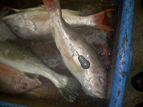 3fish.jpg
